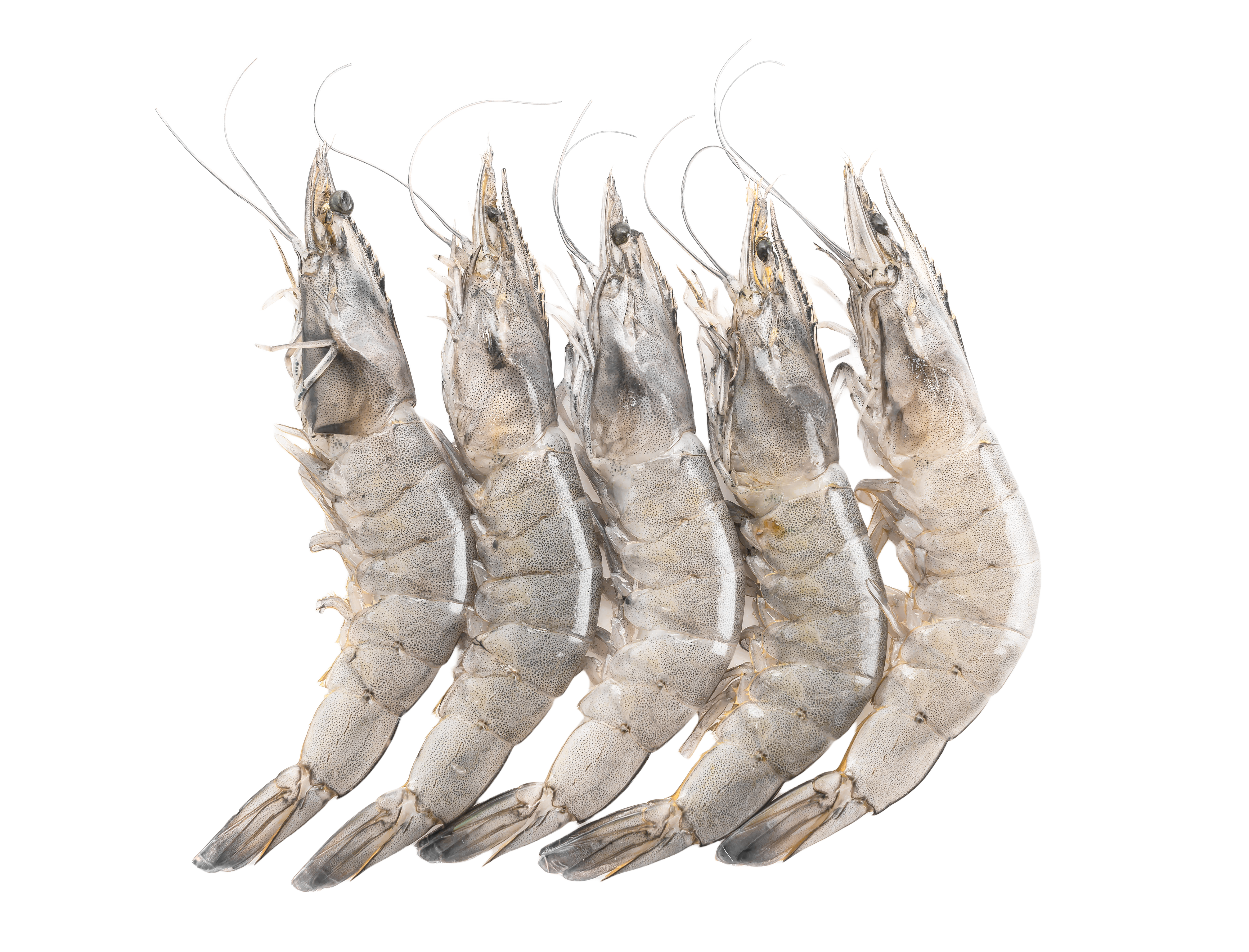 Udang Vaname