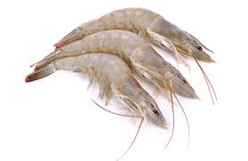 Udang Vannamei