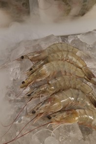 Cara mencairkan seafood beku yang benar