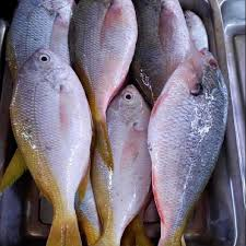 Manfaat ikan ekor kuning