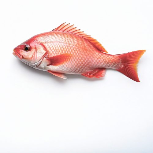 Ikan Kakap Merah